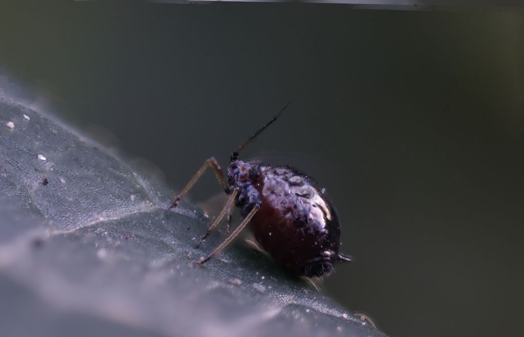 Prove di focus stacking